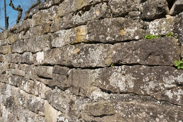 Old Stone Wall Lichens Plants — Stock Photo, Image