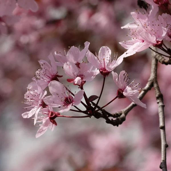 Ροζ Άνθη Δαμάσκηνου Του Αίματος Prunus Cerasifera Bokeh Στο Παρασκήνιο — Φωτογραφία Αρχείου