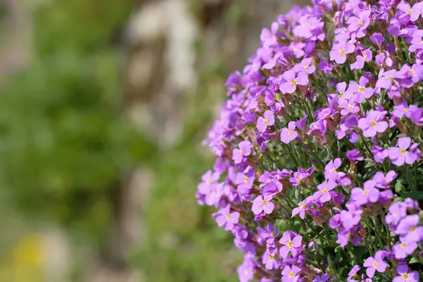 Cojín Azul Aubrieta Con Flores Púrpura Como Una Planta Jardín —  Fotos de Stock