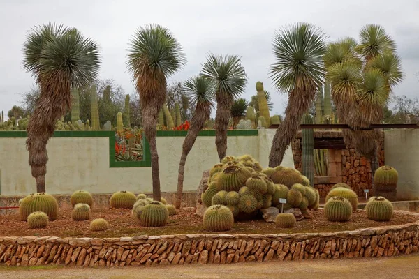 Tropický Exotický Rostlinný Kaktus — Stock fotografie
