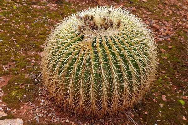 Tropický Exotický Rostlinný Kaktus — Stock fotografie