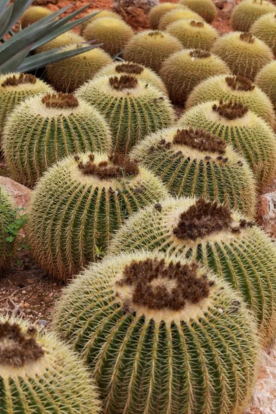 Cactus Plantas Exóticas Tropicales —  Fotos de Stock