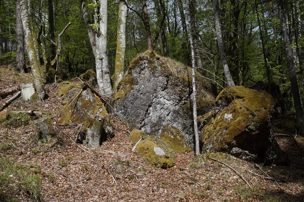 Lienz Lago Tristacher Foresta Alberi Pietra Pietre Rocce Muschio — Foto Stock