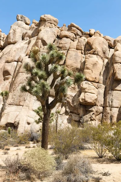 Landschaft Joshua Tree Nationalpark Калифорниен Сша — стоковое фото