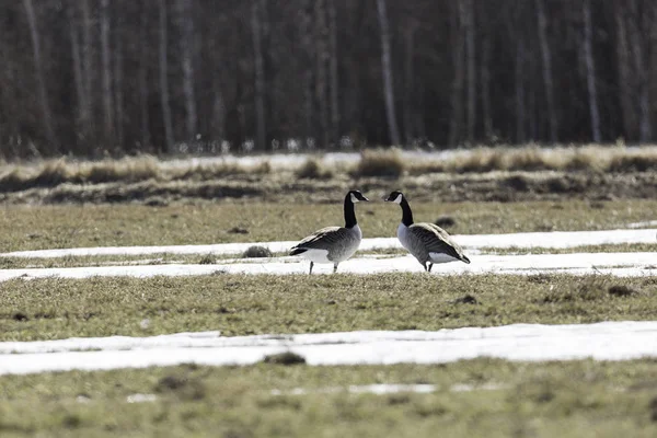 Canada Geese Field Snow — Stock Photo, Image