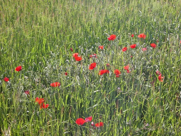 Hermosas Flores Amapolas Fondo — Foto de Stock