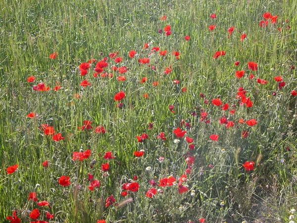 Mooie Klaprozen Bloemen Achtergrond — Stockfoto