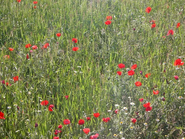 Belles Fleurs Coquelicots Sur Fond — Photo