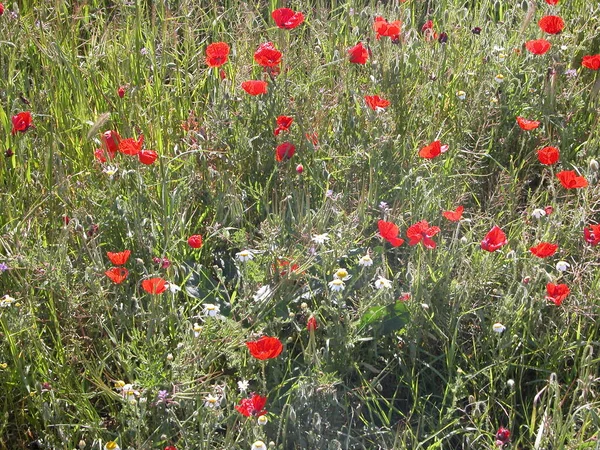 Hermosas Flores Amapolas Fondo —  Fotos de Stock