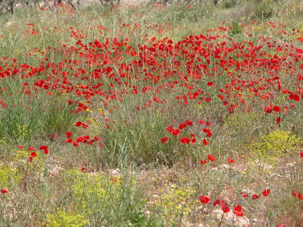 Hermosas Flores Amapolas Fondo —  Fotos de Stock