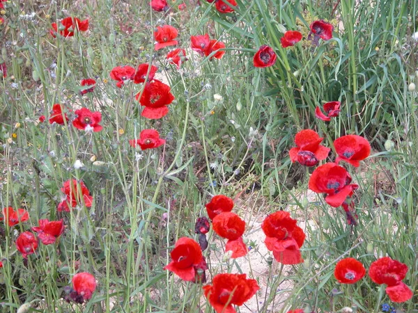 Hermosas Flores Amapolas Fondo — Foto de Stock