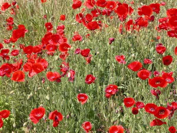 Bellissimi Papaveri Fiori Sfondo — Foto Stock