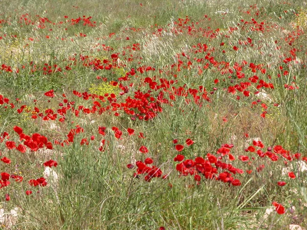 Hermosas Flores Amapolas Fondo — Foto de Stock