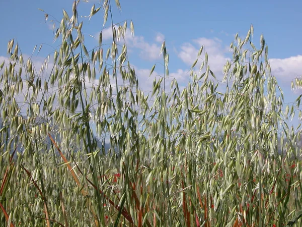 Grass Meadow Spain — Stock Photo, Image