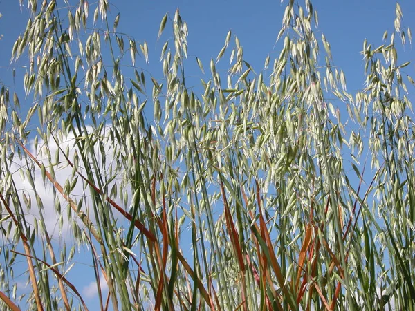 Herbe Sur Prairie Espagne — Photo