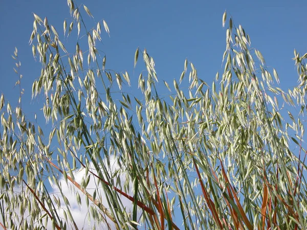 Grass Meadow Spain — Stock Photo, Image
