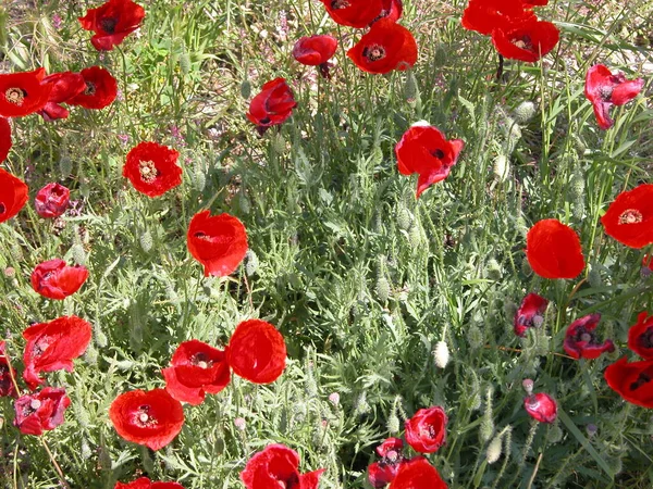 Bellissimi Papaveri Fiori Sfondo — Foto Stock