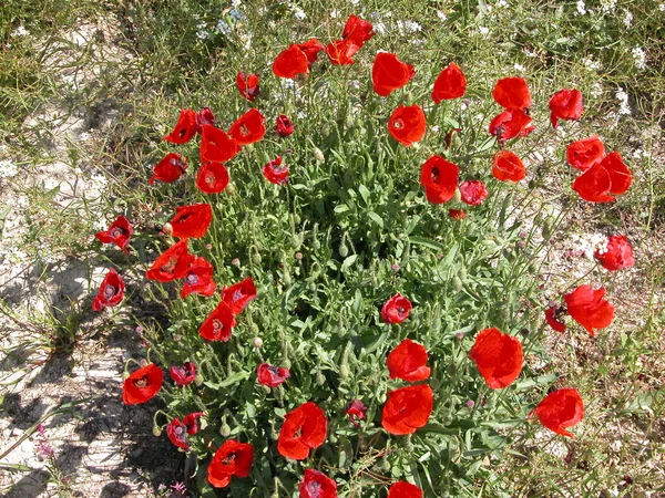 Beautiful Poppies Flowers Background — Stock Photo, Image