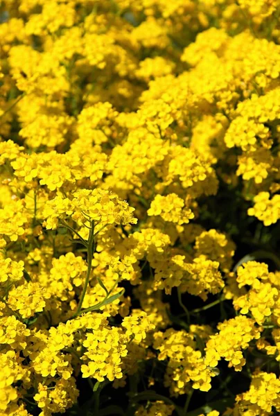 Imagem Detalhe Flor Amarela — Fotografia de Stock