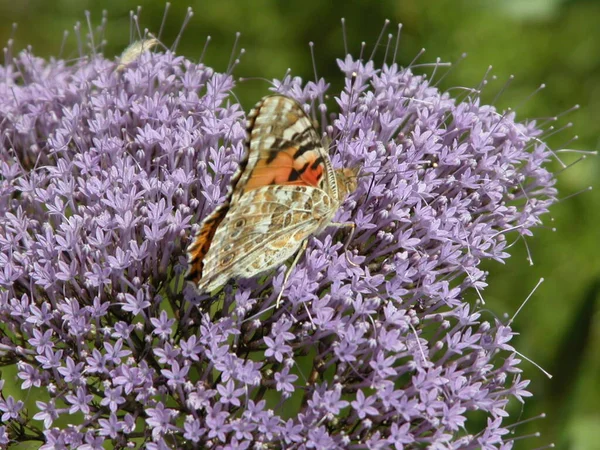 Vue Rapprochée Beau Papillon Coloré — Photo