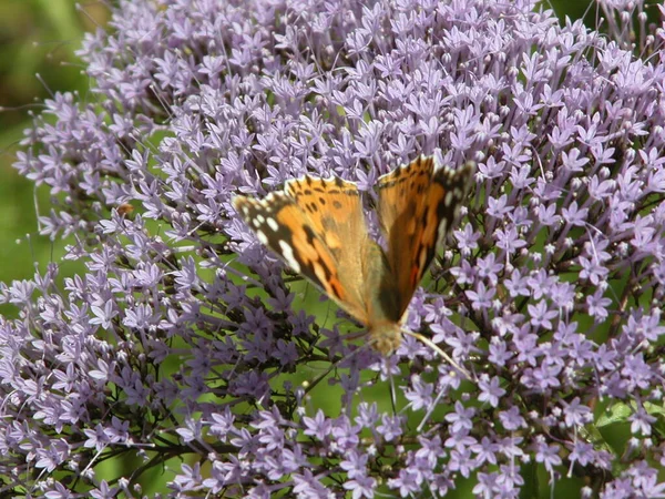 Vue Rapprochée Beau Papillon Coloré — Photo