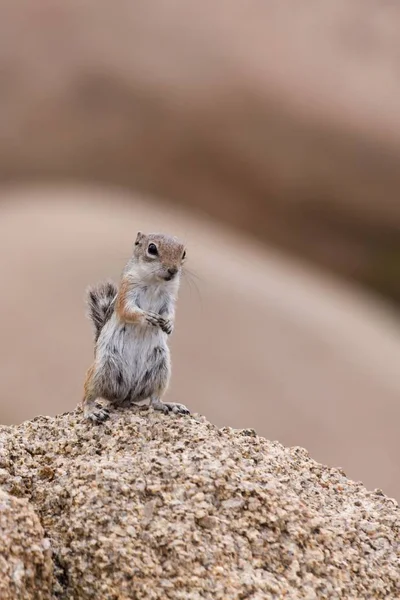 Strip Squirrel Sits Stone — Stockfoto