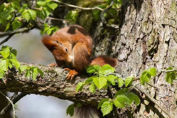 Eichhoernchen Sits Branch — Stock Photo, Image