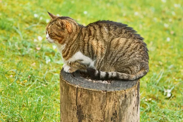 나뭇잎 그루터기 위에서 먹이를 고양이 — 스톡 사진