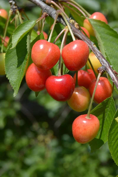 Almacenamiento Cereza Una Rama — Foto de Stock