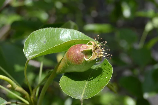 Aceite Fruta Pera Una Rama — Foto de Stock