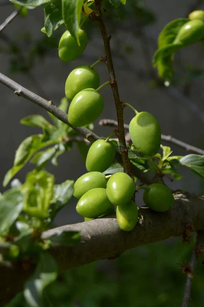 Ovary Cherry Plum Fruit Branch — Stock Photo, Image