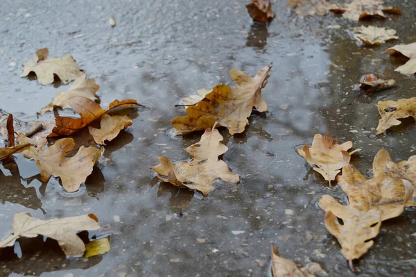 가을에 보도에 널브러진 참나무 — 스톡 사진