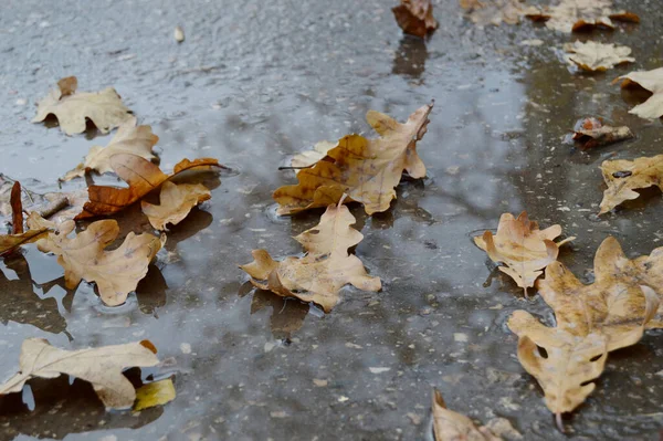 Verwelkte Eichenblätter Auf Nassem Pflaster Herbst — Stockfoto