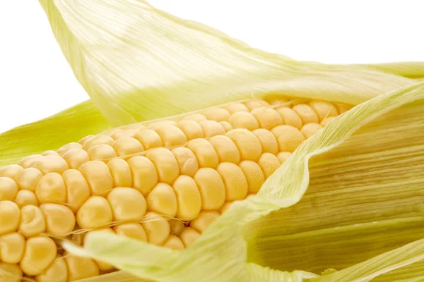 白色背景上的玉米成熟穗 新鲜玉米芯B — 图库照片