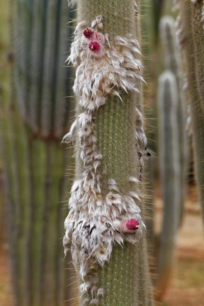 Tropisk Exotisk Växtkaktus — Stockfoto