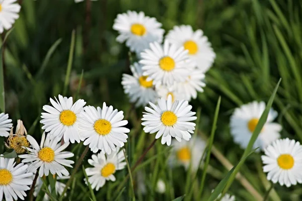 Vit Gås Blommor Våren — Stockfoto