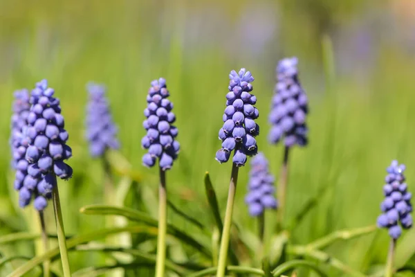 Jacintos Uva Jardim Verde — Fotografia de Stock