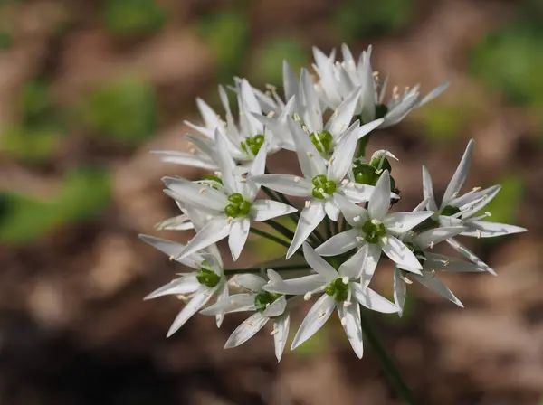 Ramsons Usturoi Sălbatic Allium Ursinum — Fotografie, imagine de stoc