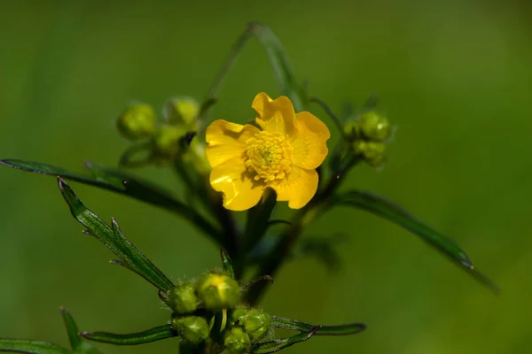 Flower Butterflower — 스톡 사진