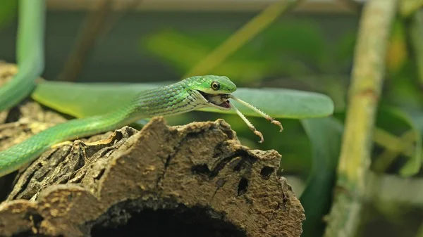 Rough Grasnatter Opheodrys Aestivus Eats Hiking Locust Locusta Migratoria — 图库照片