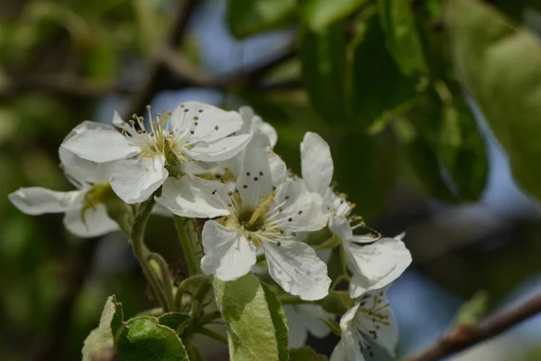 Pear Blossom Flowers Tree — Stock Photo, Image