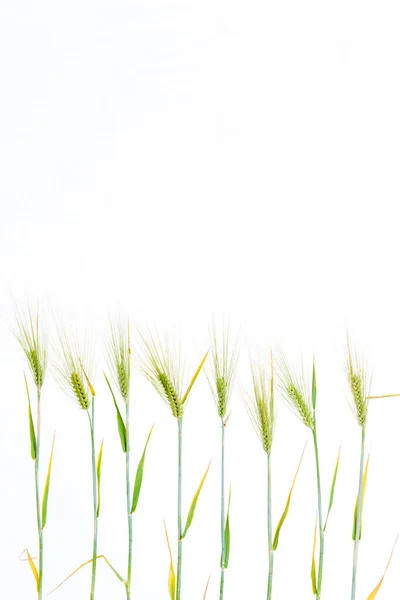 Línea Grano Verde Frente Fondo Blanco —  Fotos de Stock