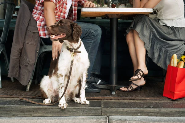 Низкая Часть Пары Сидящей Собакой Ресторане — стоковое фото