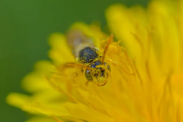 Včela Zeleném Poli Zblízka — Stock fotografie