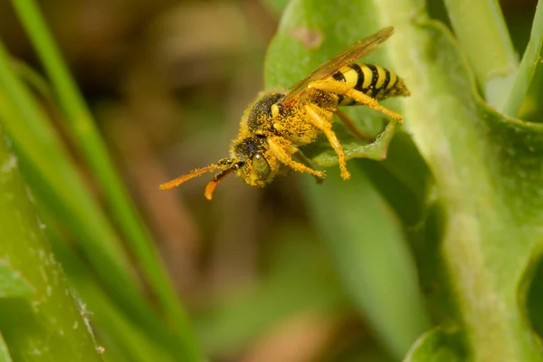 绿地中的蜜蜂靠近了 — 图库照片