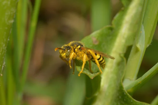 Бджола Зеленому Полі Крупним Планом — стокове фото