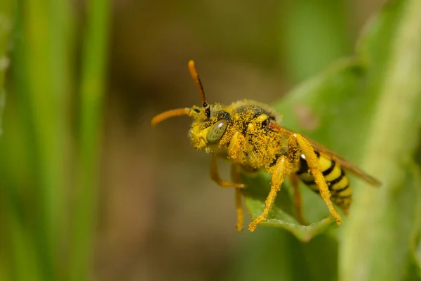 Biene Auf Der Grünen Wiese Aus Nächster Nähe — Stockfoto