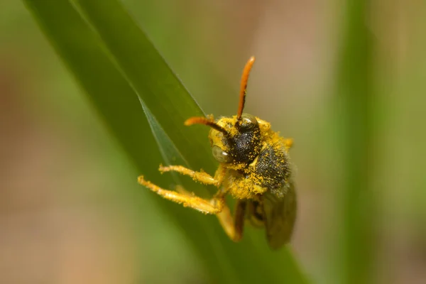 Пчела Зеленом Поле Крупным Планом — стоковое фото