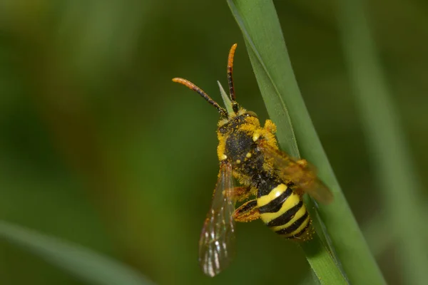 Méhek Zöld Mezőn Közelről — Stock Fotó