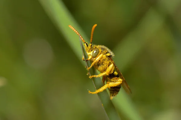 Μέλισσα Στο Πράσινο Πεδίο Κοντά — Φωτογραφία Αρχείου